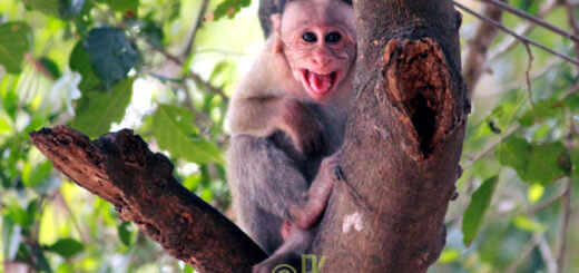 dadda-boogu-kattidaaga