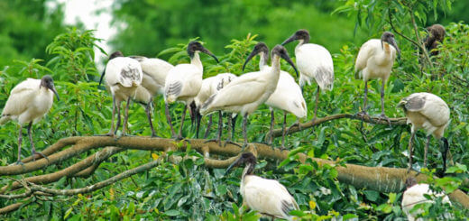bangalore-joint-family