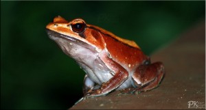 Orange Frog   