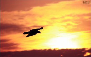 Kite Bird Silhouette   